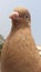 A close up of a pigeon in the city ofÂ Dhaka Bangladesh